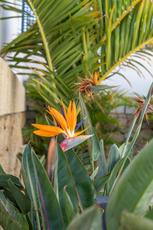 Medano4You The Strelitzia Terrace El Médano Екстериор снимка